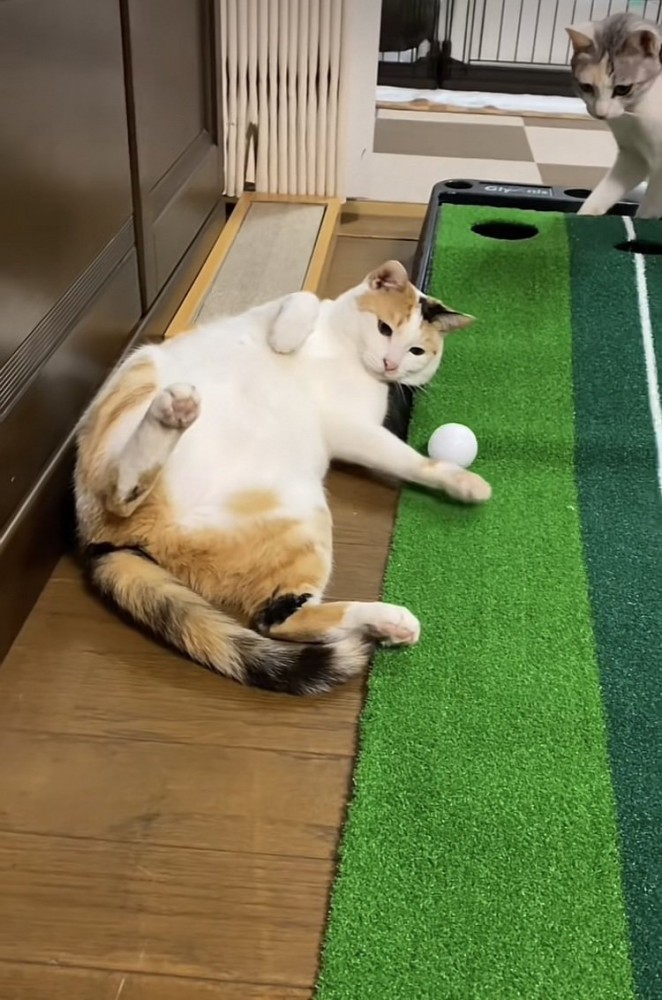 ゴルフ遊びをする三毛猫とパステル三毛猫