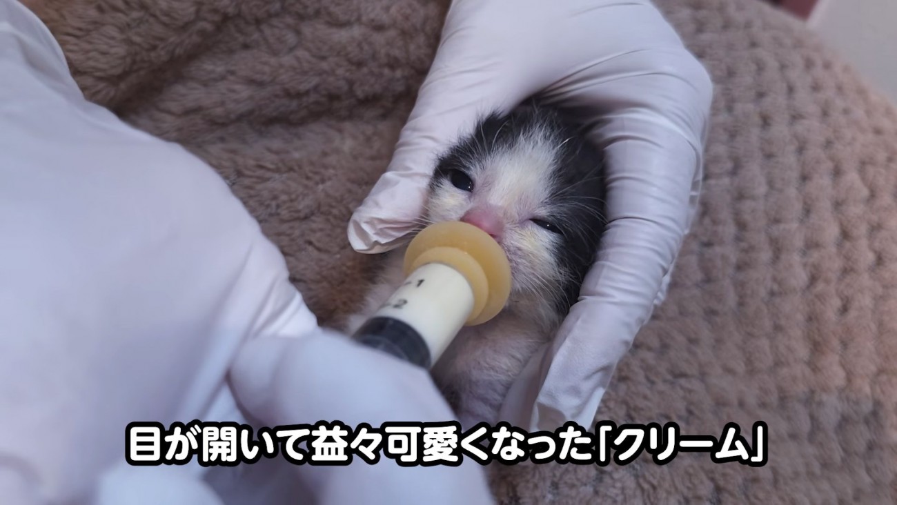 顔を押さえられミルクを飲む子猫