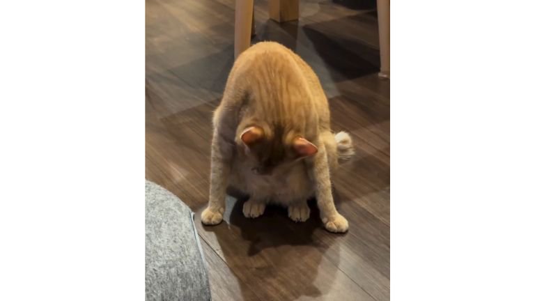 毛づくろいしている猫