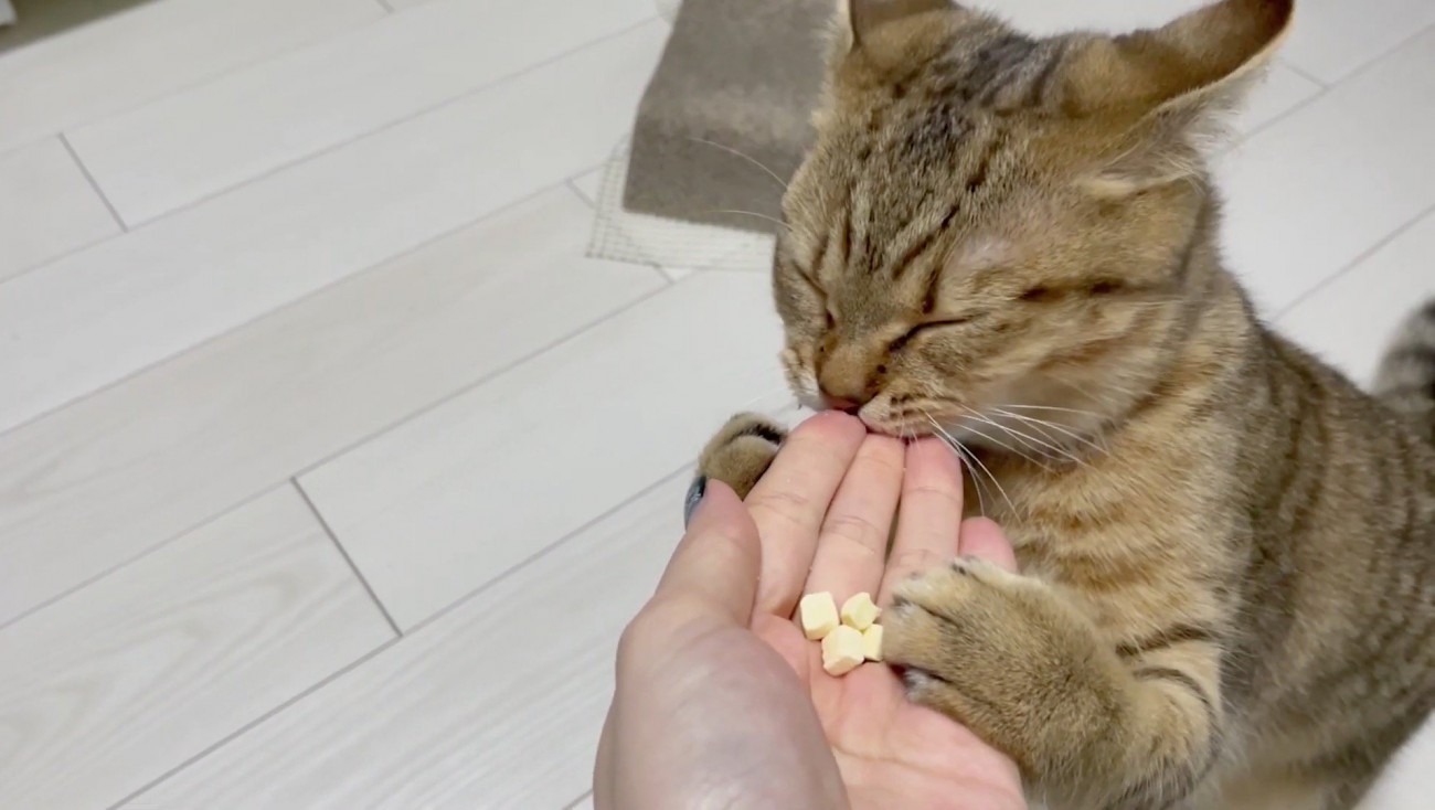 飼い主さんの指を食べる