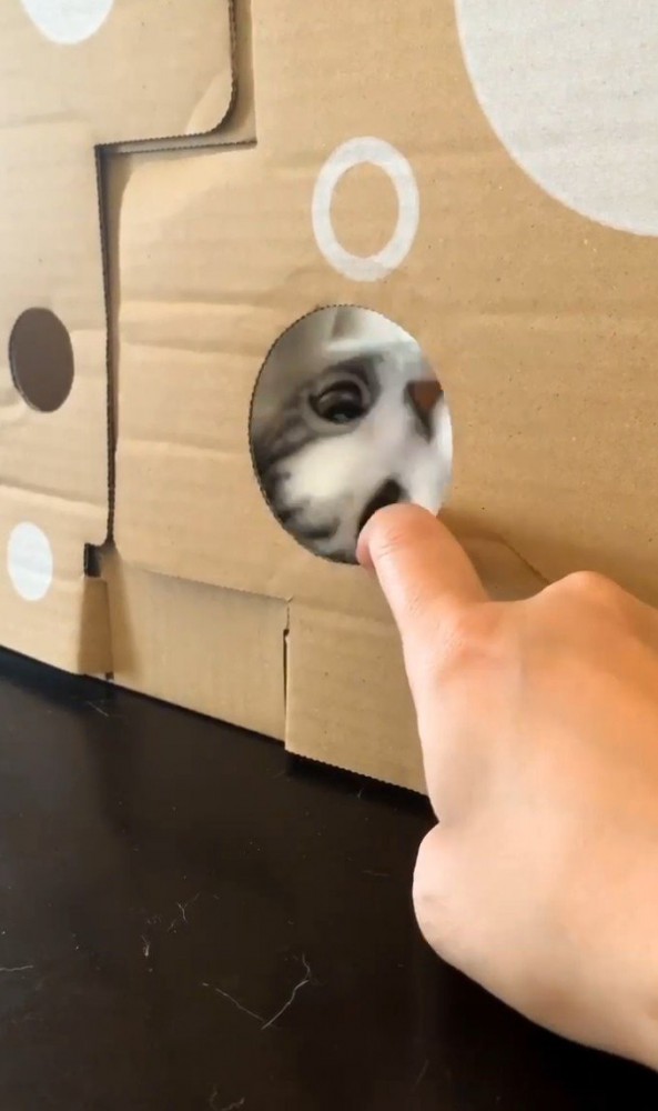 段ボールの向こうからこっちを見る猫1