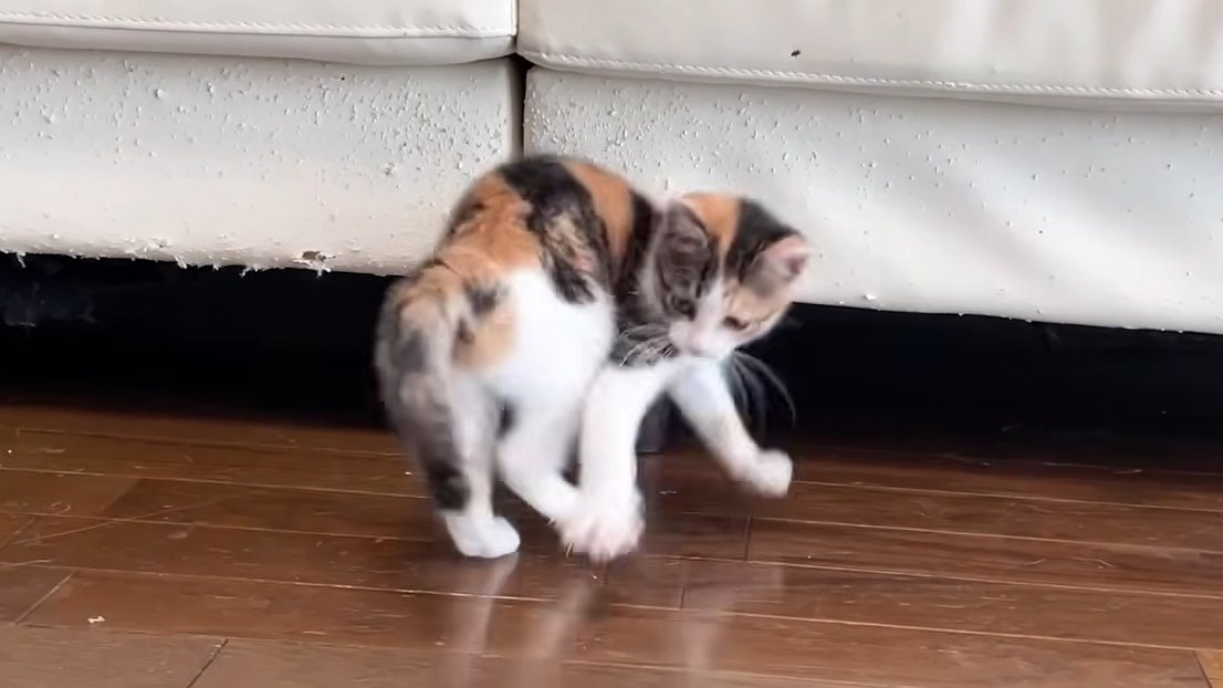 回転する三毛ちゃん