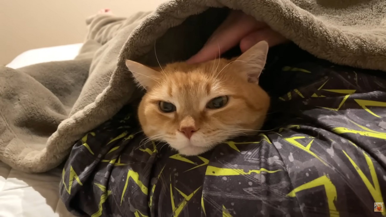 撫でられ猫ちゃん（頭頂部にパパさんの指）