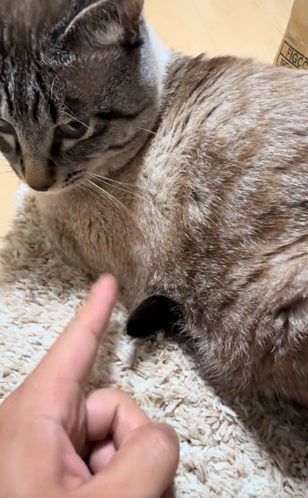 しっぽをツンツン