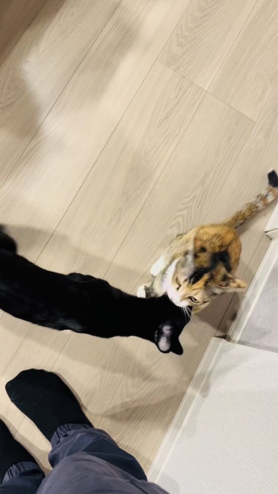 三毛猫に近寄る黒猫