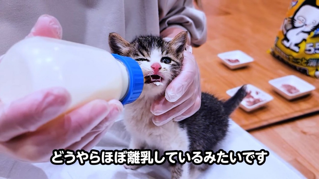 ママにミルクをもらう子猫