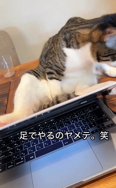 パソコンの横に座っている猫
