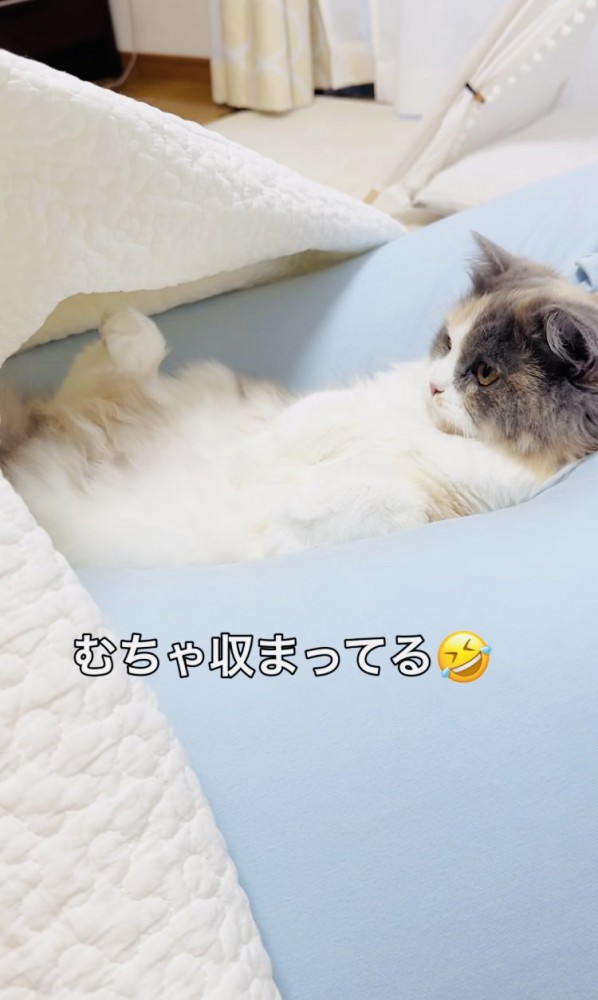 クッションでくつろぐ子猫