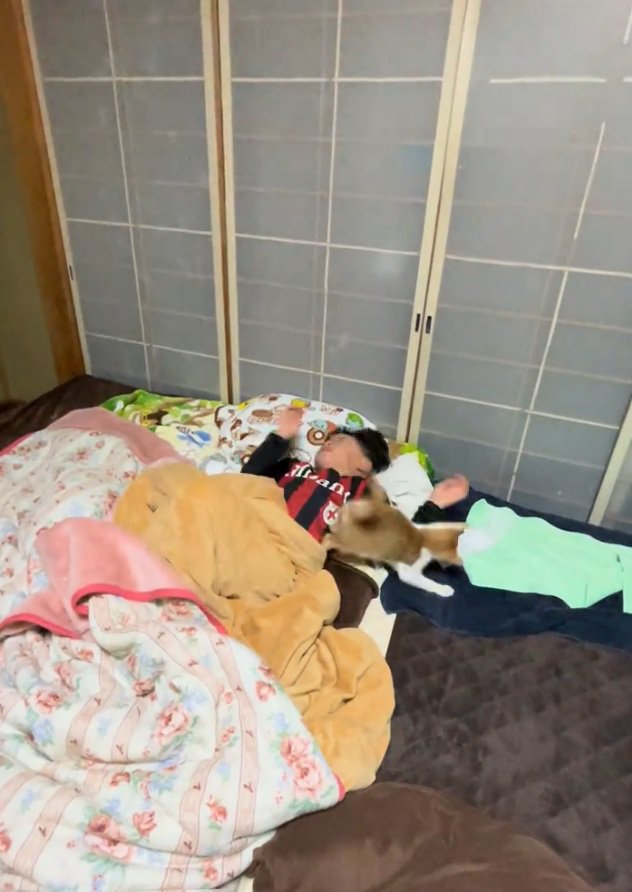 遊んでほしい猫
