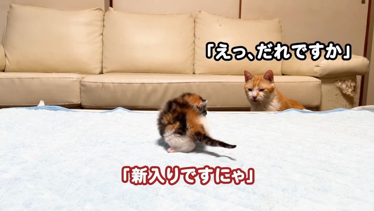 「えっ、だれですか」