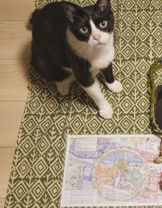 荷物と猫