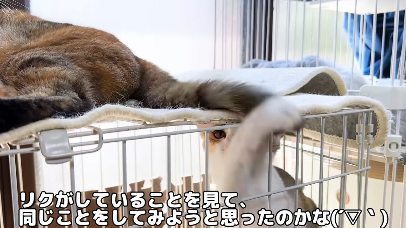 ケージの中の子猫とケージの上に乗っている猫