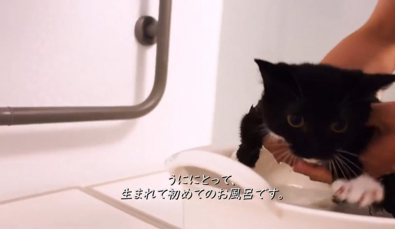 お風呂に入れられる子猫