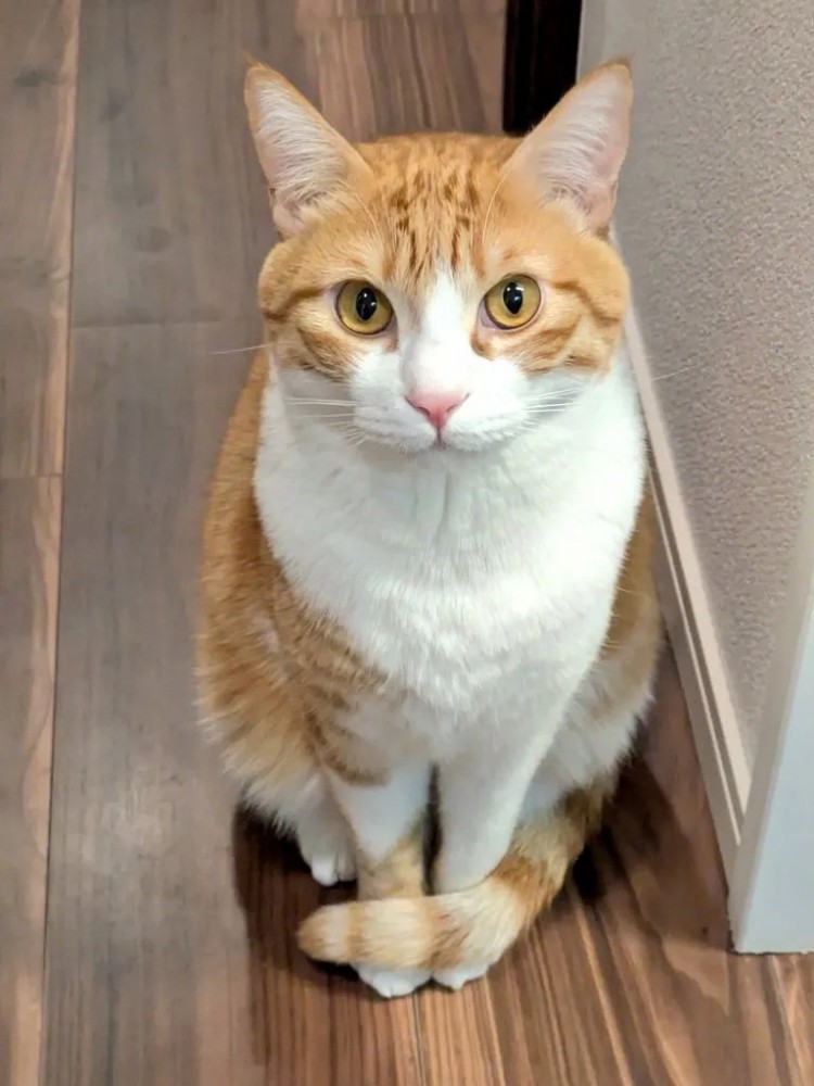 おすわりする成猫