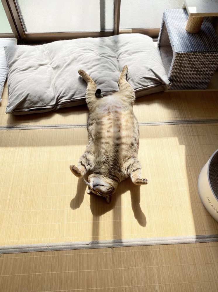 窓際で仰向けになって眠るキジトラ猫