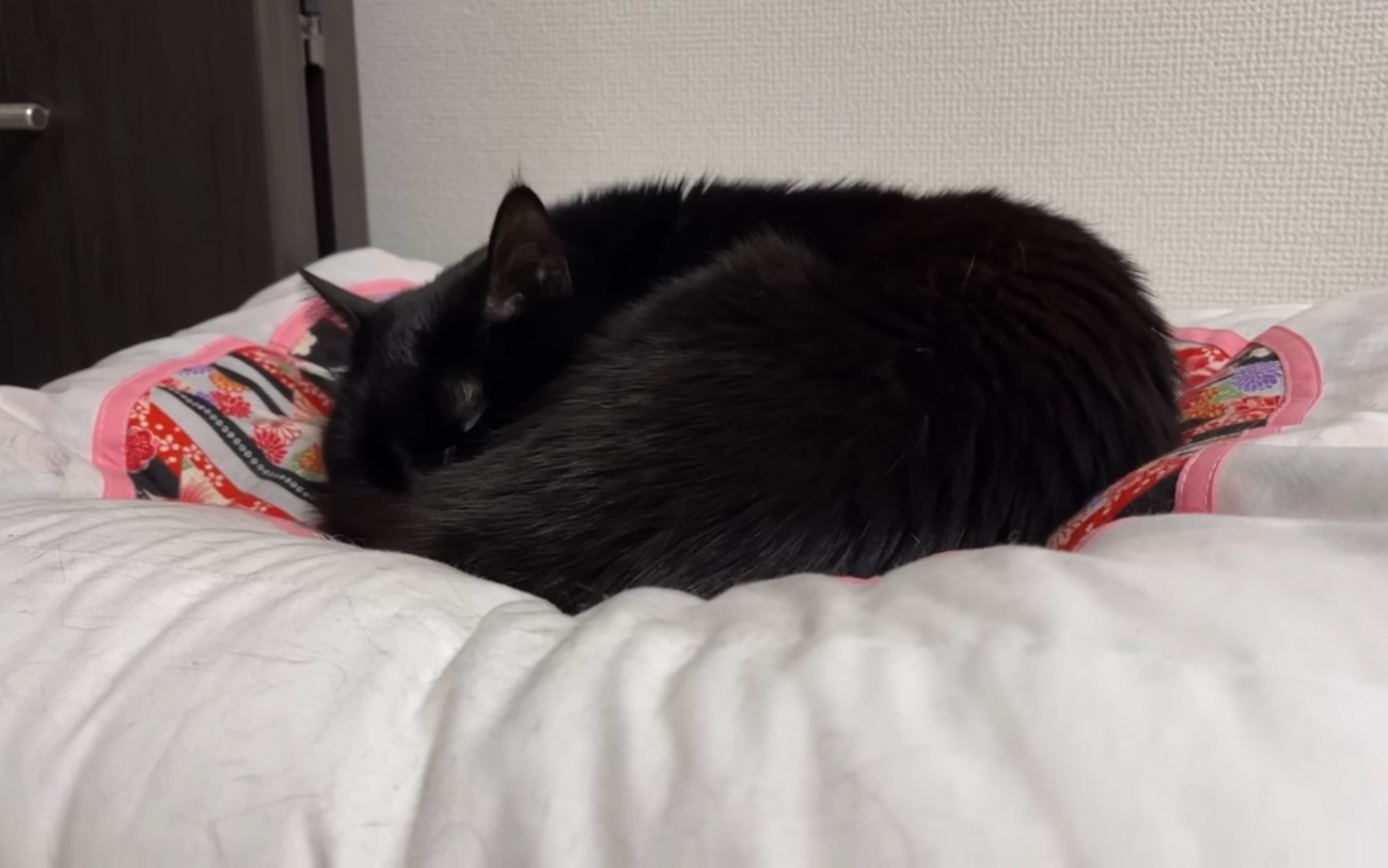 三度寝猫