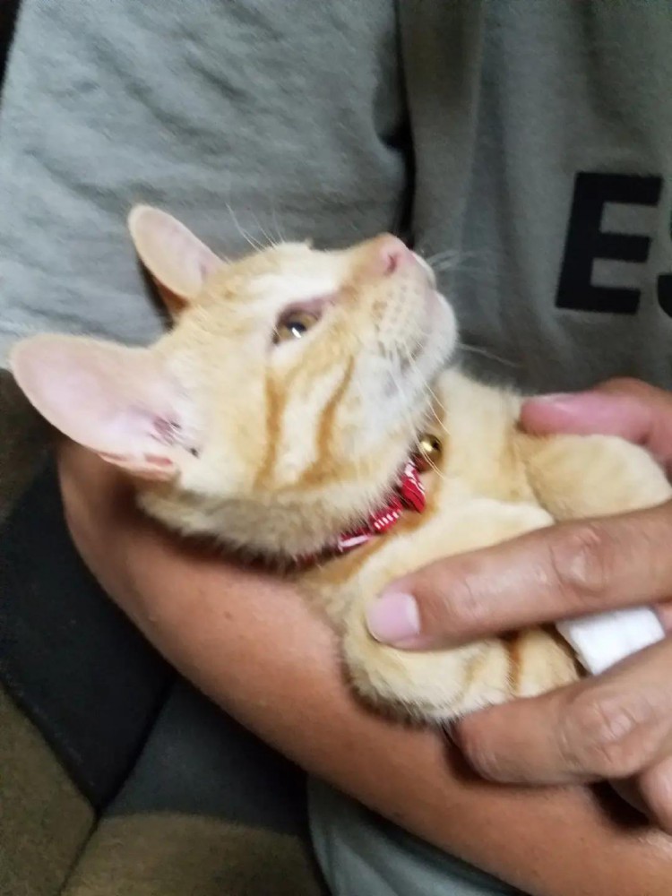抱っこされ上を見る子猫