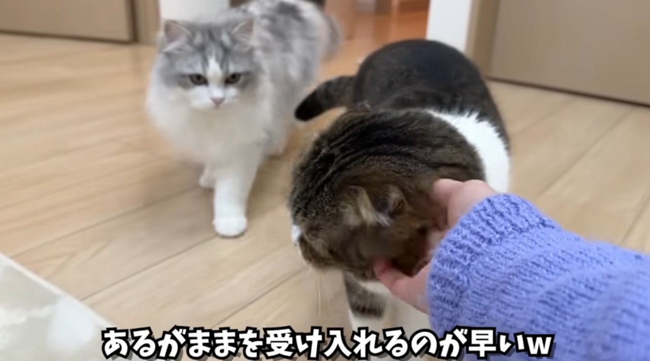 顔をなでられているスコティッシュフォールド