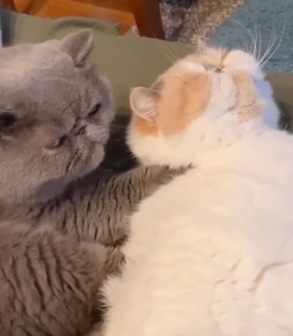 上を向く白茶猫の首を揉む猫