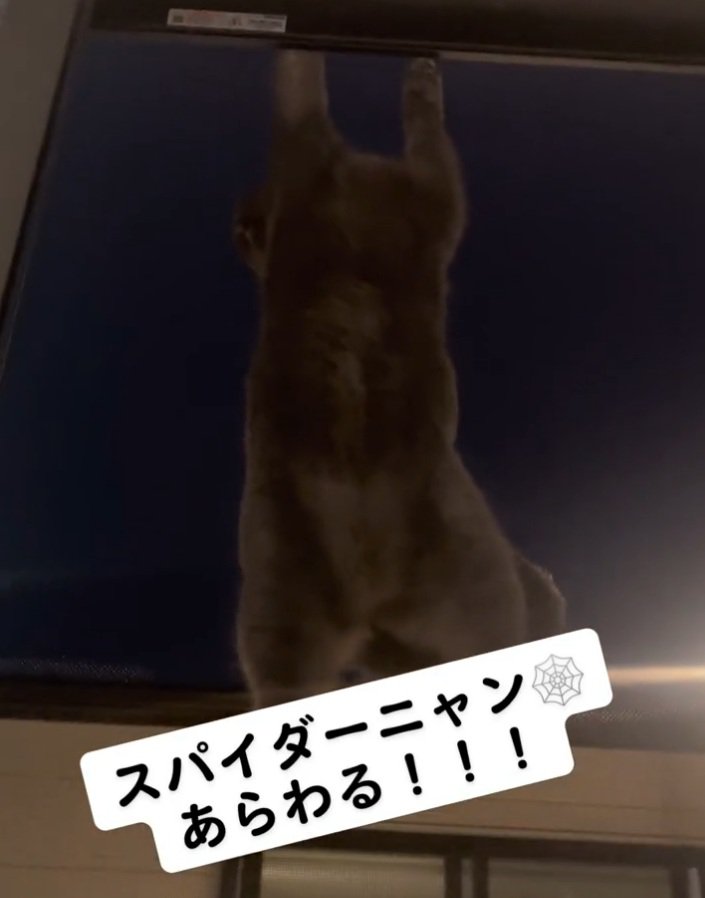 網戸の上まで上る猫