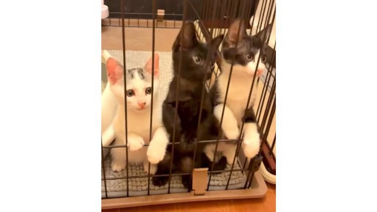 ケージの中にいた子猫たち