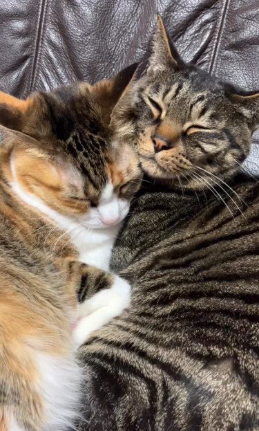 添い寝をしている2匹の猫
