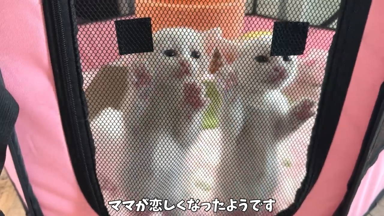 テントの中の子猫たち
