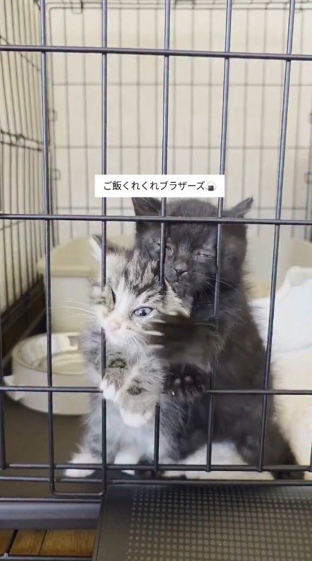 ケージの中から投稿者を見つめる2匹の子猫
