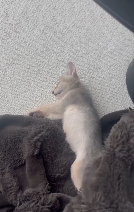 毛布で眠る子猫