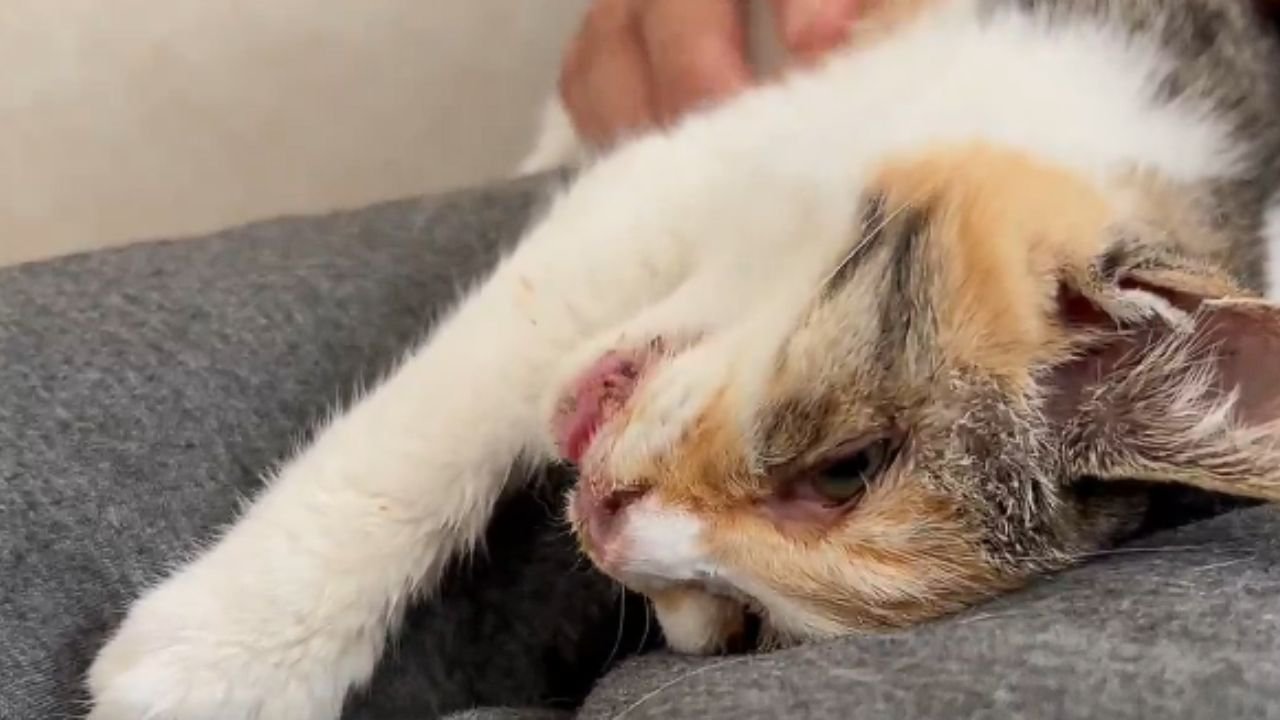 人の膝の上で甘える子猫のアップ