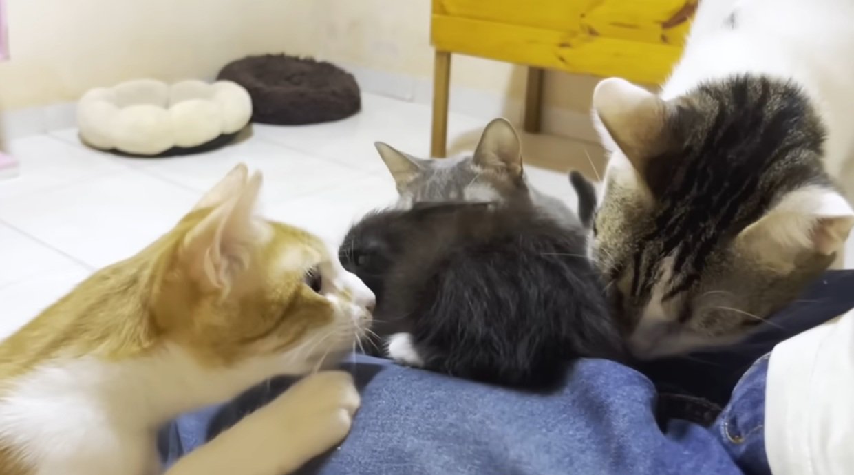 抱いている子猫と子猫を見ようとする猫達