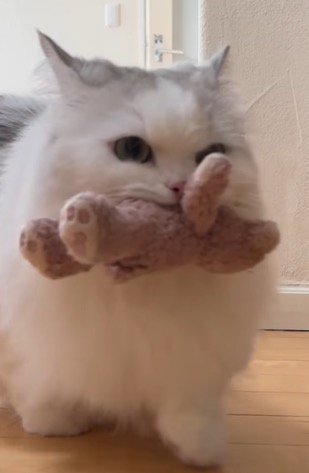 ぬいぐるみを咥えながら鳴き声をあげるミヌエット