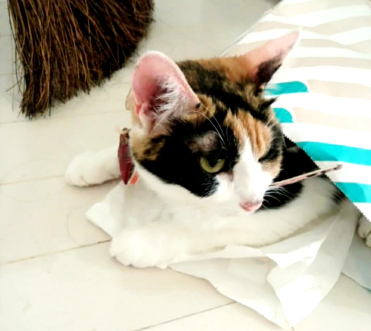 オスの三毛猫は世界に数匹しかいない幸せを呼ぶにゃんこ