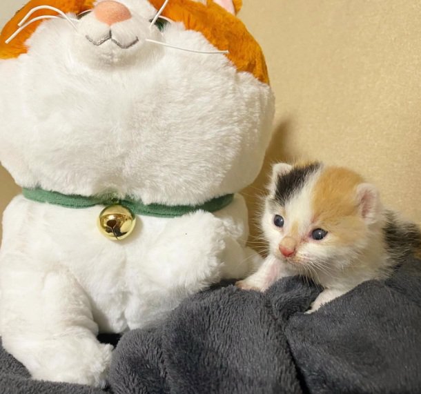 ぬいぐるみのそばにいるミケの子猫