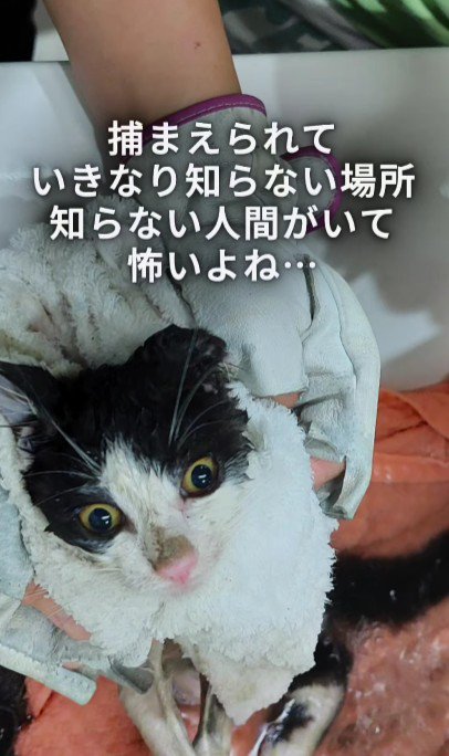 洗われている子猫