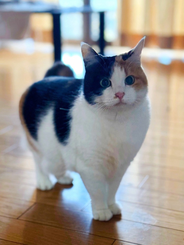 冬毛が伸びた三毛猫