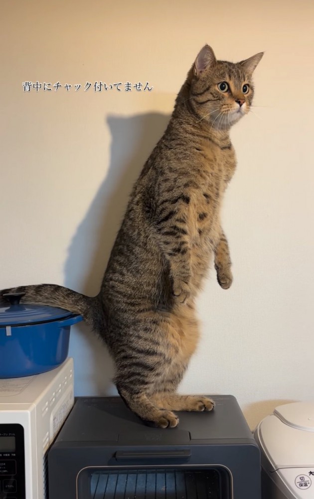 まっすぐ立つ猫3