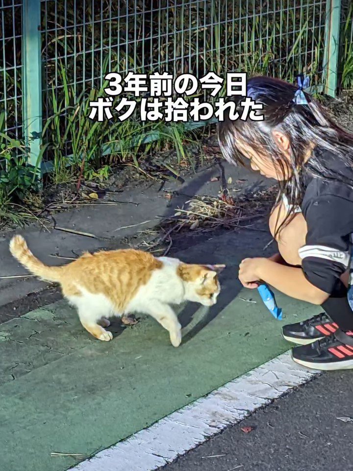 子どもの前にいる猫