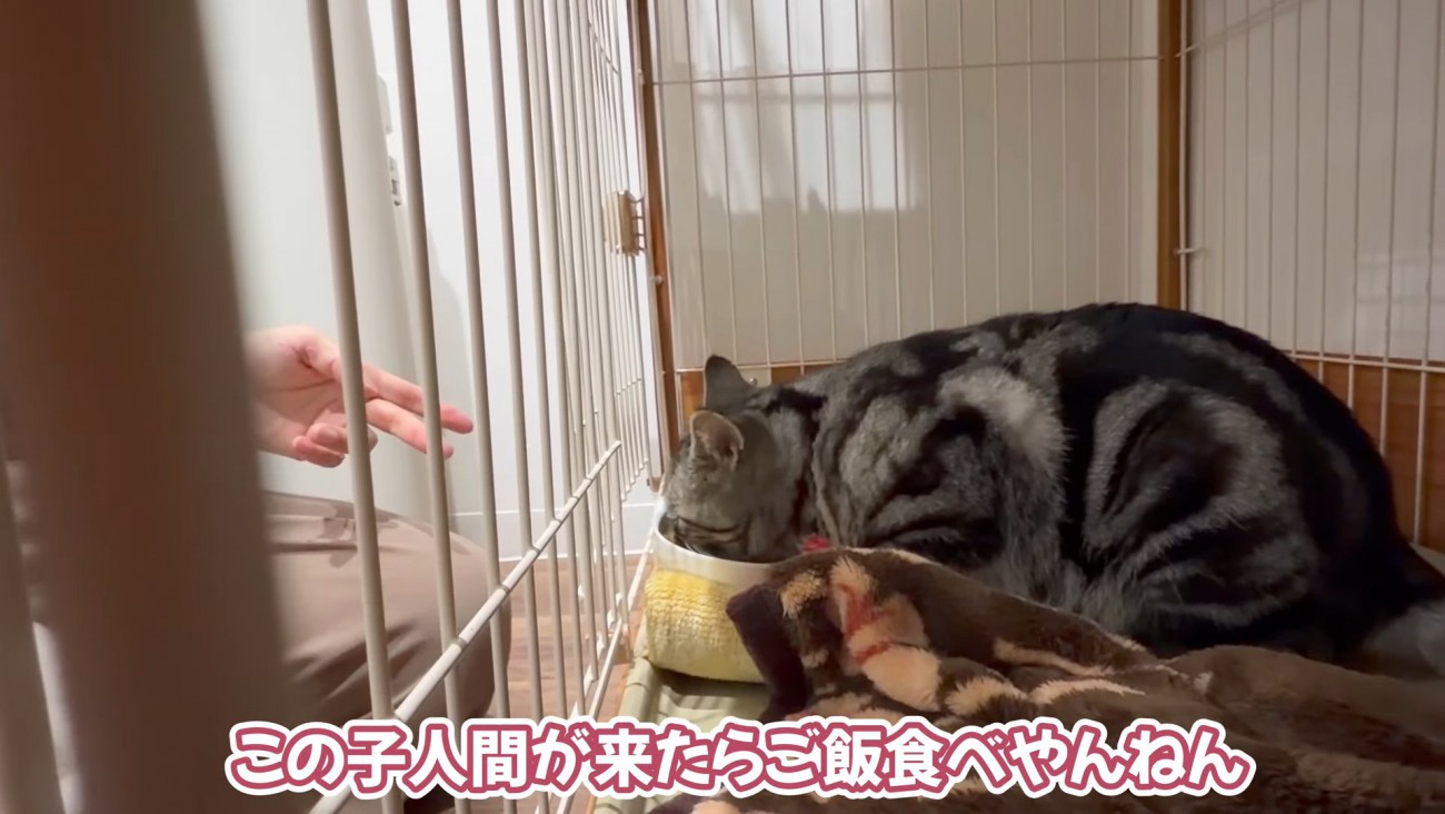 ごはんを食べる猫