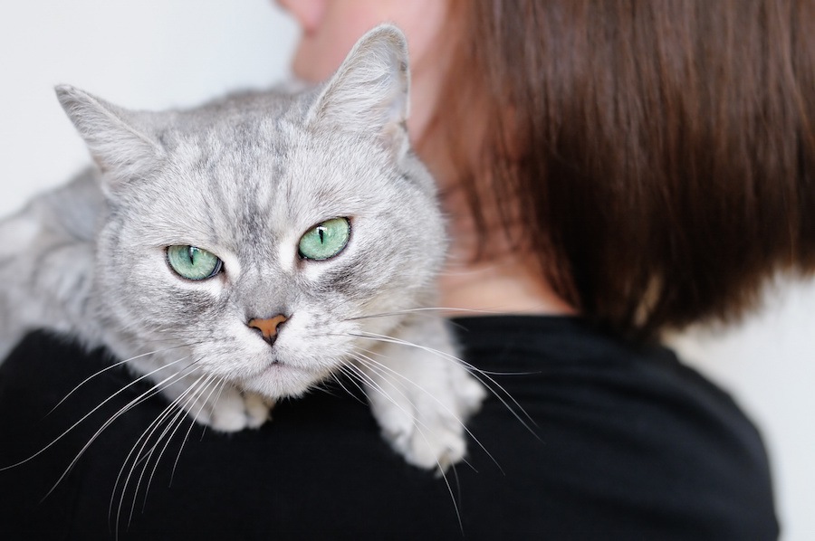 猫を飼うならやっちゃダメ！飼い主のNG行為10選