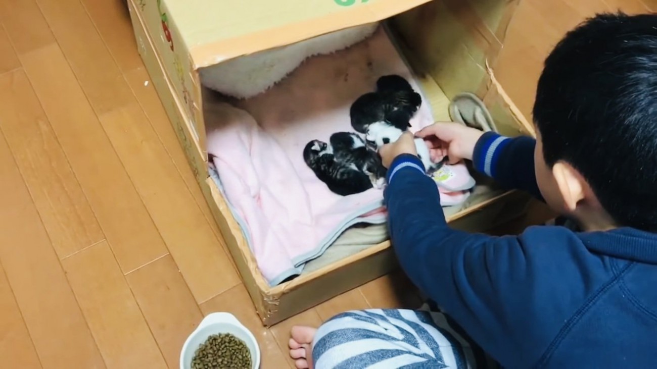 男の子に抱っこされる赤ちゃん猫