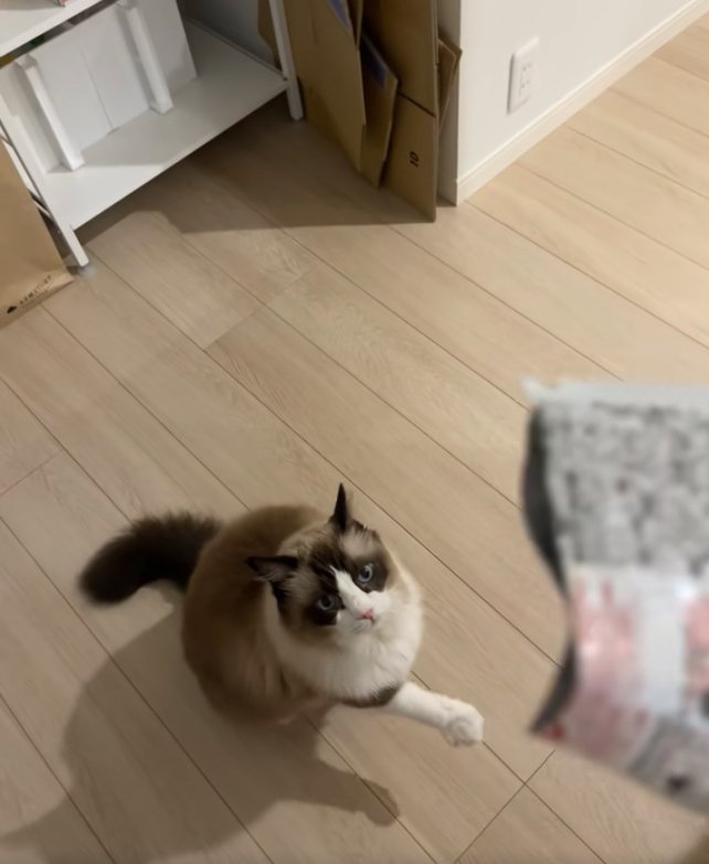 お座りをして右前足を上げている猫