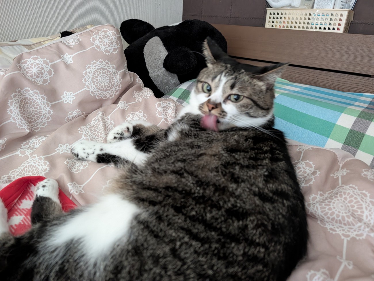 体を舐める猫
