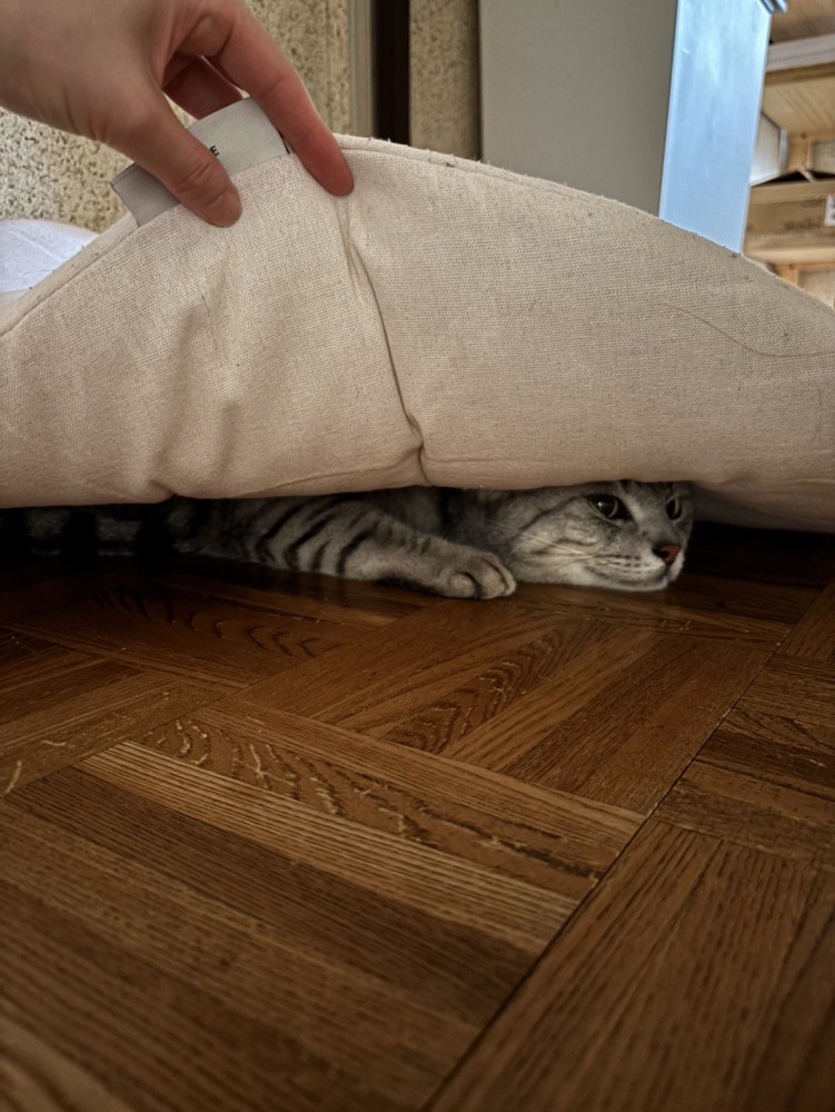 座布団に隠れる猫