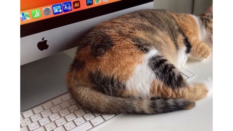 パソコン前で眠る猫