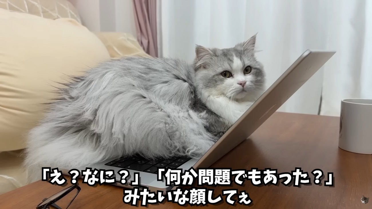 テロップ「「え？なに？」～」