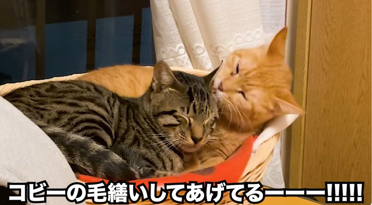 寄り添って毛づくろいをする二匹の猫