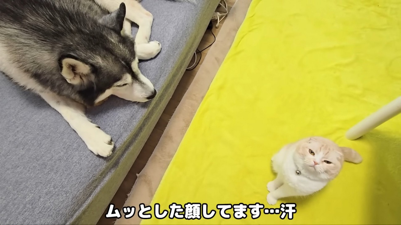 ムッとした表情の猫さん