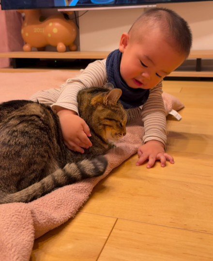 猫をなでる赤ちゃん