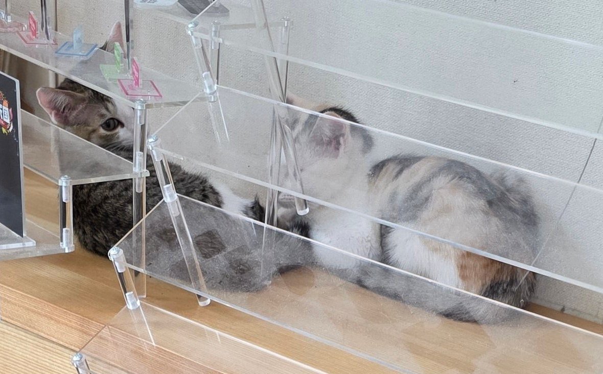 アクスタディスプレイと2匹の子猫